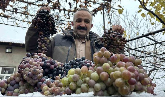 Kara kışa meydan okuyan lezzet: Kışlık üzüm dalından koparıldı