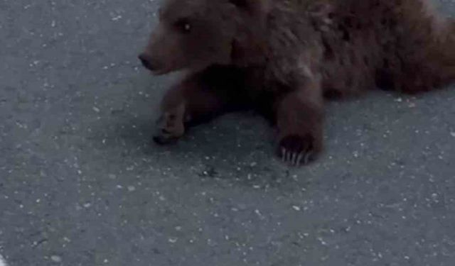 Kara yolundaki yaralı yavru ayı DKMP'ya teslim edildi