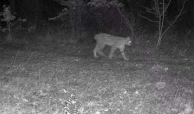 Karabük'te vaşak ve yavrusu ile kurt, fotokapana yansıdı