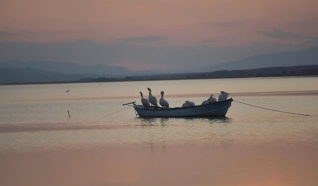 Karacabey'de çeltik ekimi yasaklandı