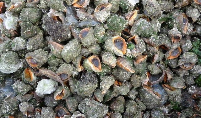 Karadeniz için en büyük iki tehdit: 'Deniz salyangozu ve taraklı medüz'