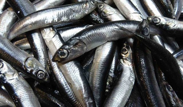 Karadeniz'de hamsi bolluğu sürüyor, mezgit ise birkaç gündür görünmüyor