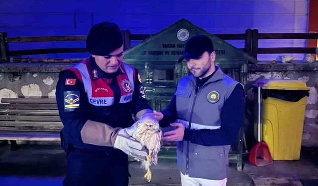 Karaman'da kızıl şahin koruma altına alındı