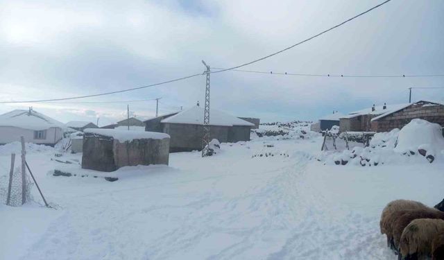 Karla birlikte Türkiye'nin en yüksek köyü Kışkılı'da besiciler zor durumda kaldı