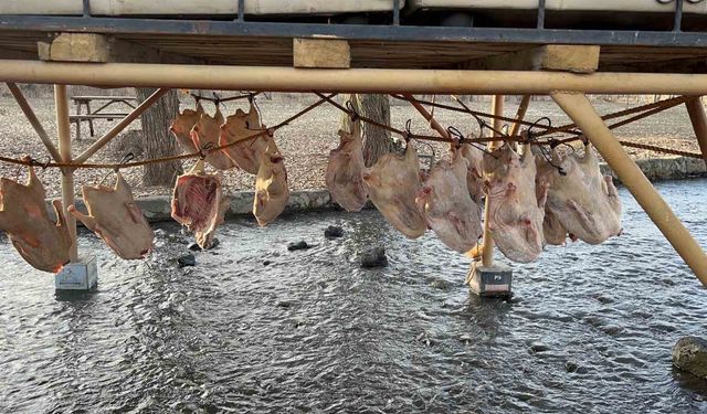 Kars kazı geleneksel yöntemlerle kurutuluyor: Kış sofralarının vazgeçilmezi hazırlanıyor