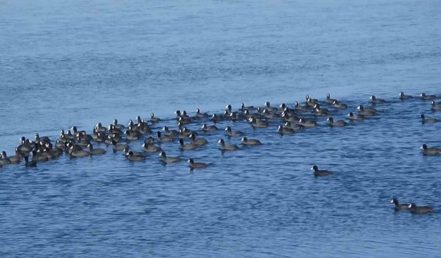 Kars'ın 'Yerli Penguenleri' görev başında