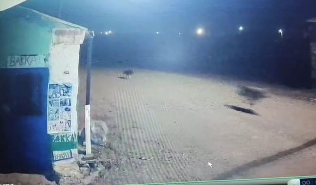 Kars'ta kurtlar tilkiyi, köpekler kurtları kovaladı