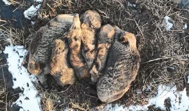 Kars'ta yumak halinde uyuyan domuz ailesi görüntülendi