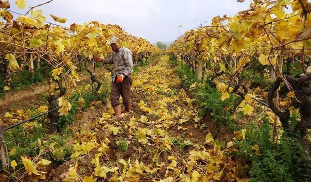 Kartpostallık görüntüler eşliğinde Sarıgöl'de budama çalışmaları sürüyor