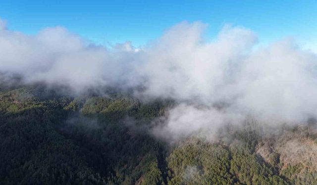 Kastamonu'da sis bulutları ve ormanların buluşması mest etti