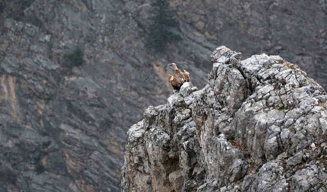 Kemaliye'de göçmen akbabalar görüntülendi