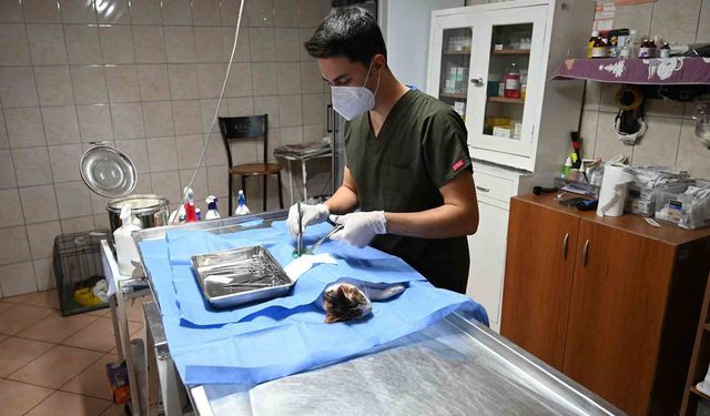 Kemer'de 227 sokak hayvanı kısırlaştırıldı