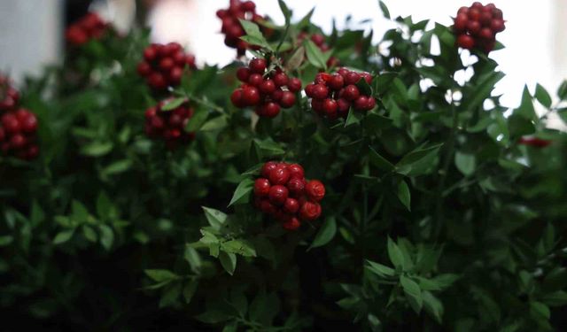 Kırşehir'de aralık ayının en çok tercih edilen çiçeği kokina oldu