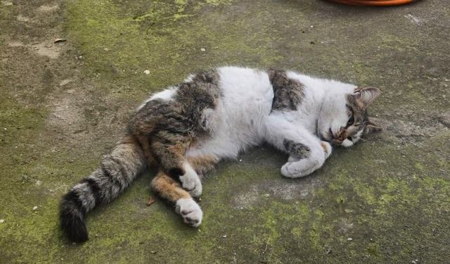 Korkuluğa saplanan kediyi itfaiyeciler kurtardı