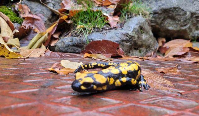 Koruma altındaki 'Benekli Semenderler' Kemaliye'de görüntülendi