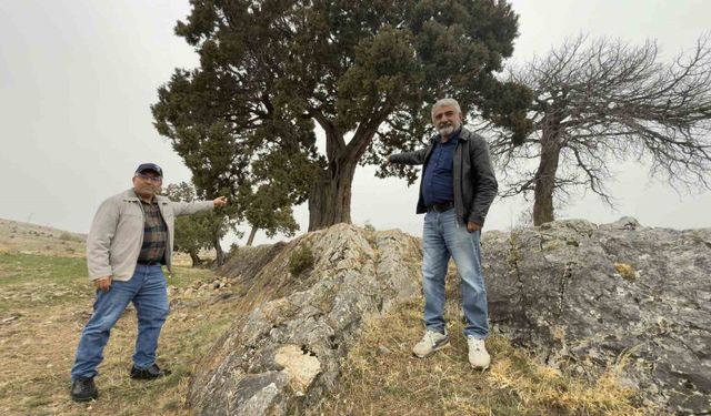 Köy halkı 508 yaşındaki ardıç ağacının tescilini istiyor