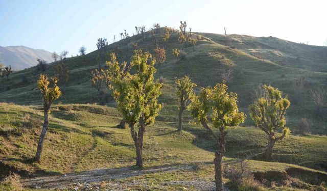 Köylüleri şaşırtan olay: Meşeler kış kapıdayken yeniden yeşerdi