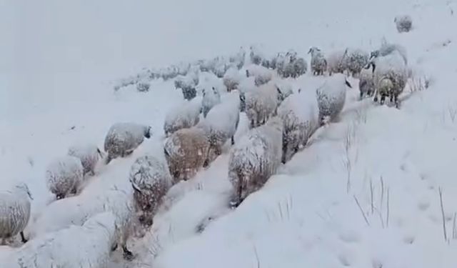 Koyun sürüsünün kar altında zorlu yolculuğu