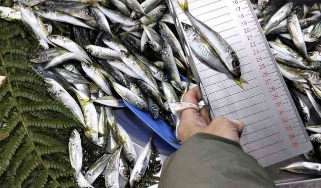 Küçük boy balık satışı yapan iş yerine ceza