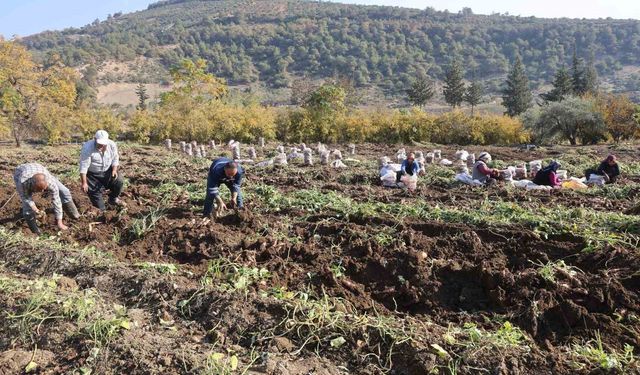 Kuraklık nedeniyle verimin yarı yarıya düştüğü tatlı patateste son hasat yapıldı