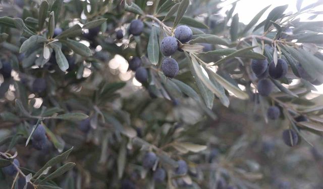 Kuraklık zeytin hasadında yağ verimini olumsuz etkiledi