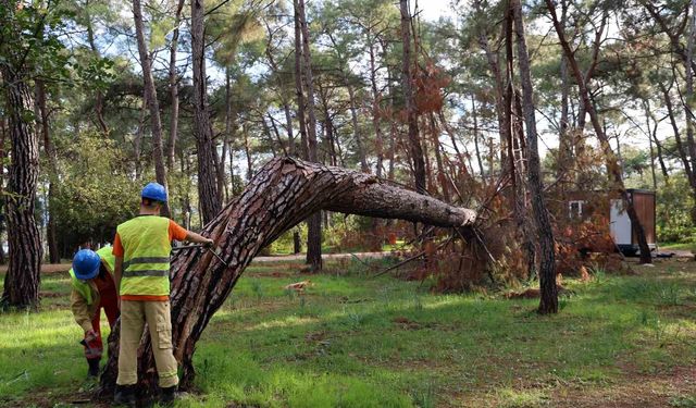 Kuruyan, risk oluşturan ve devrilen ağaçlar tespit ediliyor