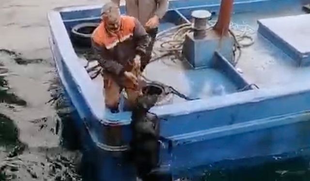 Lapseki'de iskelede denize düşerek sürüklenen köpeğin yardımına balıkçılar yetişti