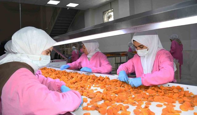 Malatya'da kuru kayısıda 11 ayda 275 milyon dolar gelir elde edildi