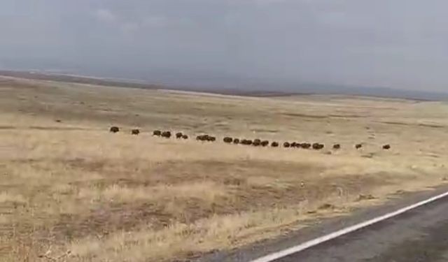 Malazgirt'te domuz sürüsü görüntülendi