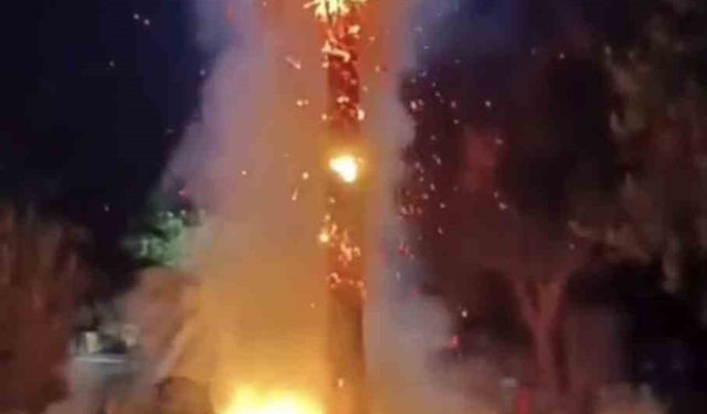 Mardin'de 15 yıllık palmiye ağacını ateşe verdiler