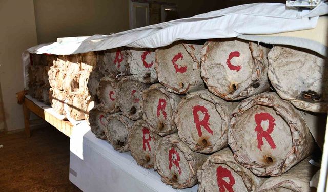 Misafir odasını bal arılarına ayırdı