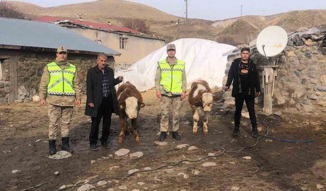 Muş'ta çalınan 2 büyükbaş hayvan bulundu