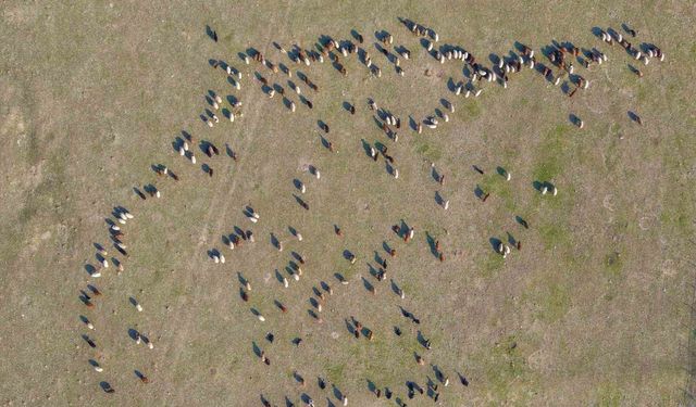 Muş'ta kar yağmayınca yem giderleri azaldı