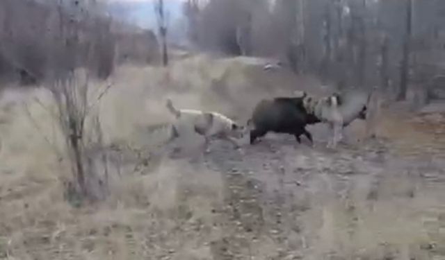 Muş'ta yaban domuzu ile çoban köpeklerinin kovalamacası kamerada