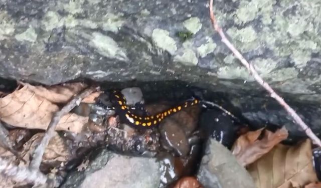 Nesli tehlike altındaki Kafkas semenderi Şavşat'ta görüntülendi