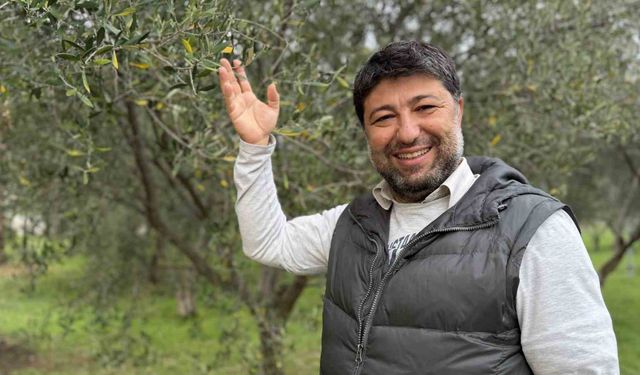 Oleolog Dr. Kıvrak: 'Erken ve olgun hasat zeytinyağları farklı içeriklere sahiptir'