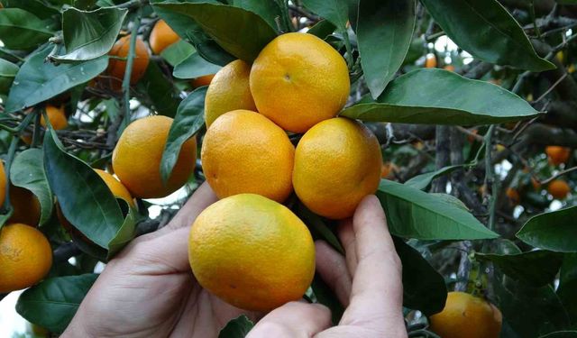 Ordu'da narenciye hasadı başladı