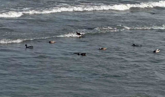 Ordu'da yaban ördekleri şöleni: 11 kuşluk sürü görüntülendi