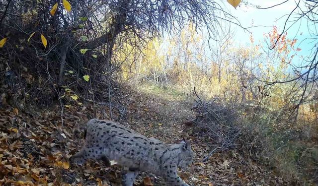 'Ormanın Hayaleti' vaşak Erzincan'da görüntülendi