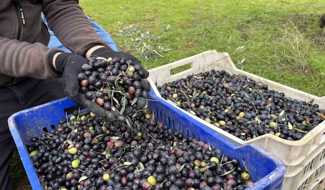 Orta Sakarya Vadisi'ndeki mikroklima etkisine sahip Osmaneli'nde zeytinler hasat sona erdi