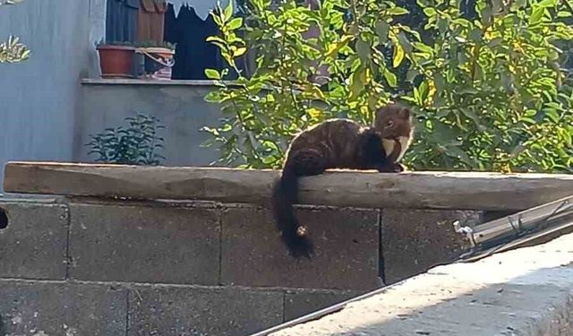 Osmaniye sokaklarında nadir misafir: Sansar güneşlenirken görüntülendi