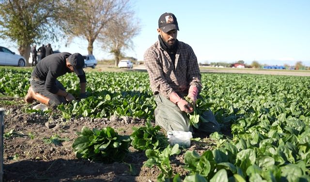 Osmaniye'de ıspanak hasadı başladı