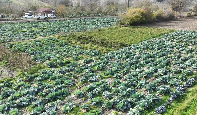 Osmaniye'de lahana hasadı yapıldı