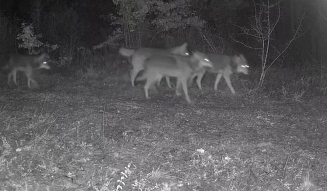 Ovacık'taki yaban hayatı kamerada