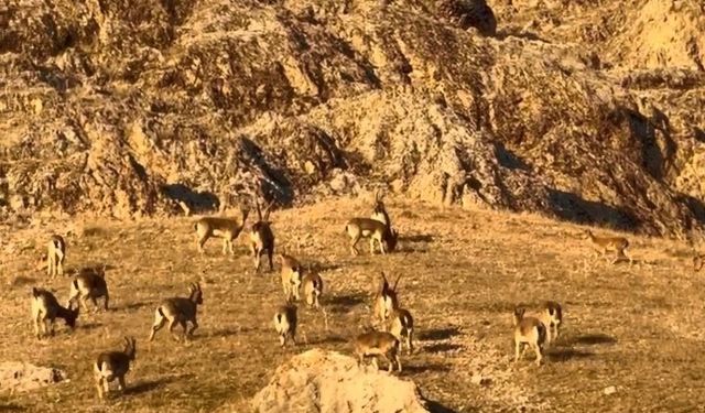 Palu'daki tarihi kalede dağ keçileri görüldü