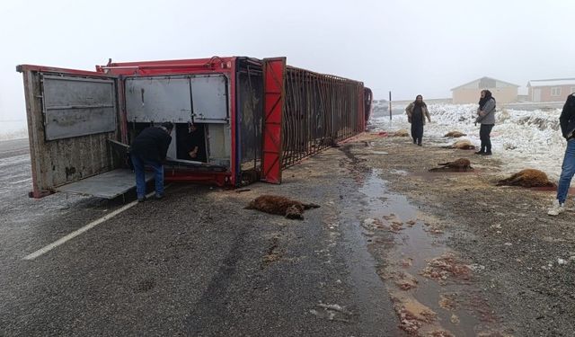 Patnos'ta hayvan yüklü tır devrildi: 10 küçükbaş telef oldu
