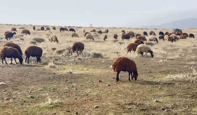 Patnos'ta kar yağmaması çiftçilerin yüzünü güldürdü