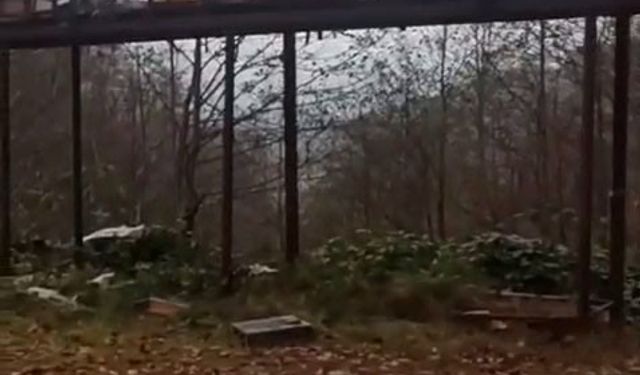 Rize'de ayılara demir profilli tezgah da çare olmadı