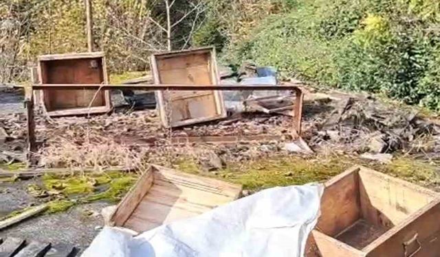 Rize'de ayının kovanlarına saldırdığı üreticiden 'Ben şimdi ne edeyim?' tepkisi