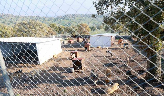 Sahiplendiği iki köpeği sokağa atan şahsa 172 bin TL ceza